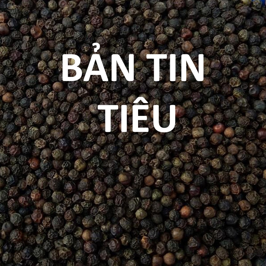 Giá tiêu hôm nay 17/12: Duy trì mức giá cao