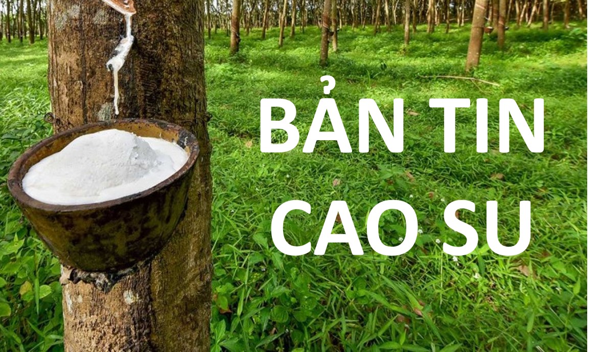 Giá cao su hôm nay 8/5: Thị trường thế giới tiếp đà khởi sắc